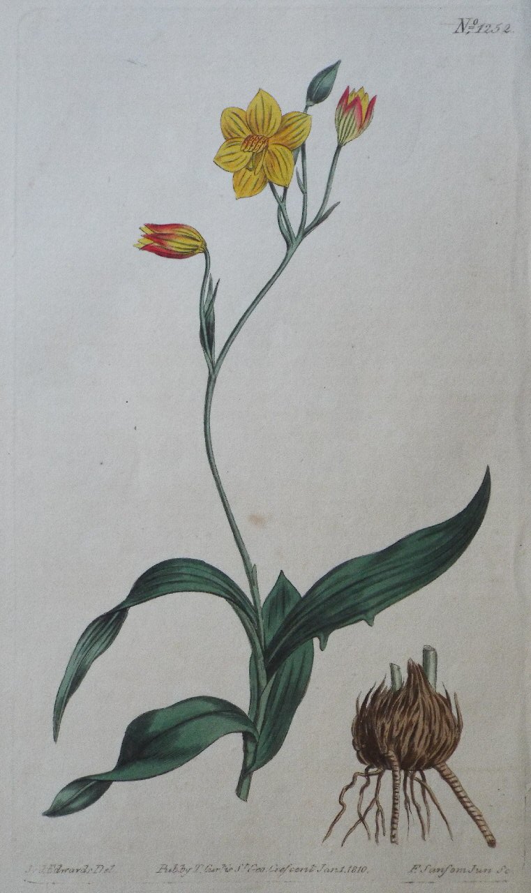Print - No. 1252 (Cyanella Lutea. Yellow Cyanella.) - Sansom